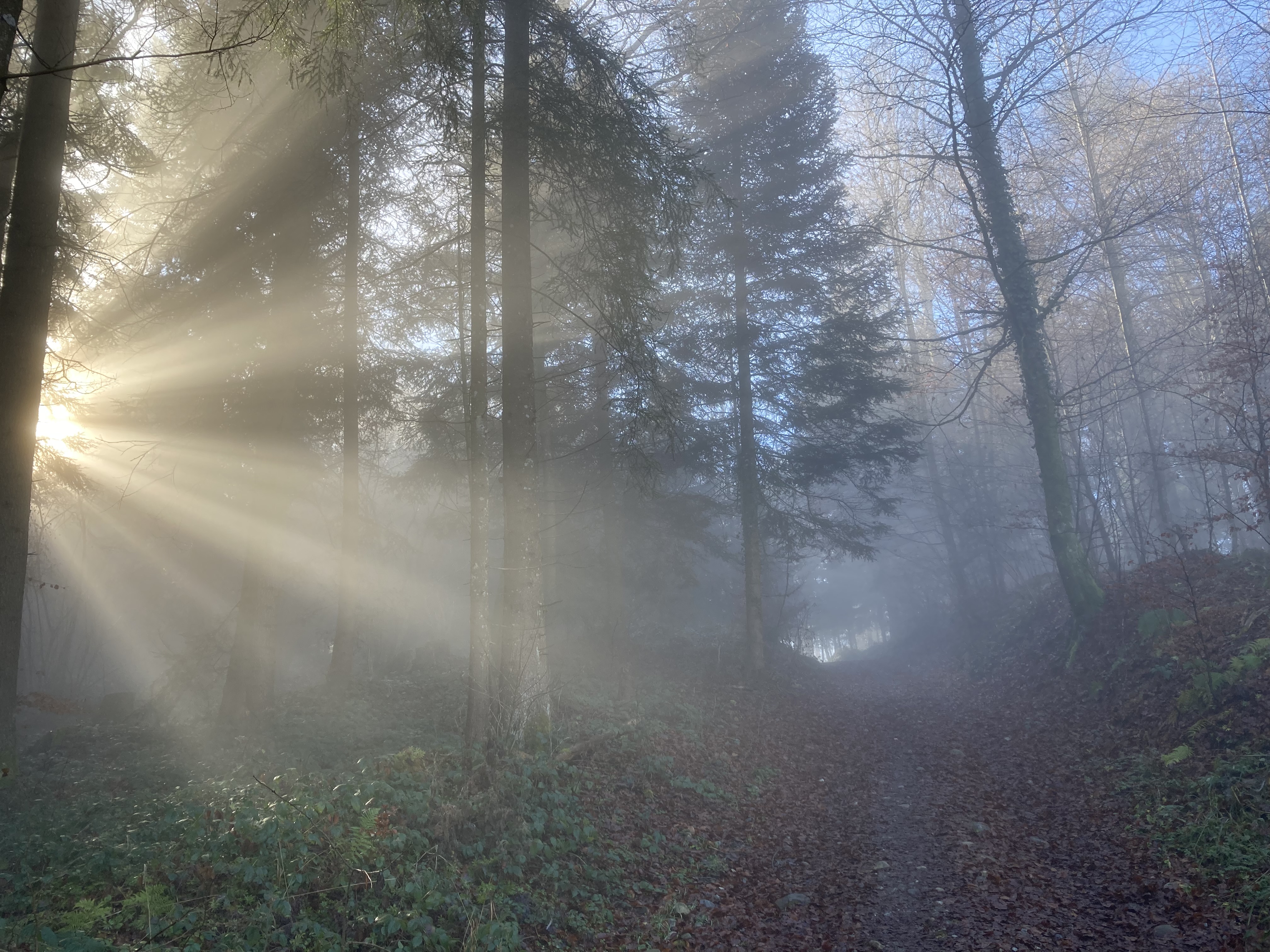 Musterbild
